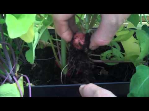 how to tell if radishes are ready to harvest