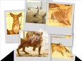Podencos Andaluces y Manetos