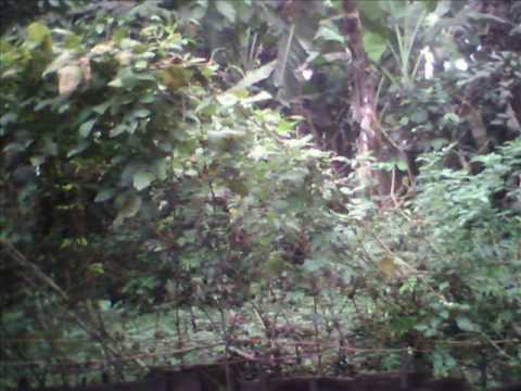 SAILANI 105B