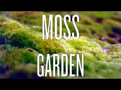 how to transplant moss from the woods