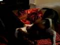 videos de Beagle Fight 3