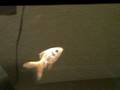 videos de Dramatic Fishy