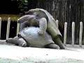 videos de tortise fuck
