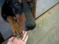 ドーベルマン なんか面白いお手 ゼロ君 Doberman ZERO