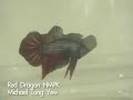 Red Dragon Half Moon Plakat Male