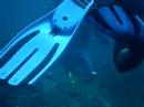 Divers, Isola d'Elba, Italy