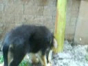 Cocoa and the Banana tree-2