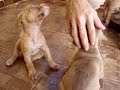 Filhotes de Pitbull Filhotes de Pitbull