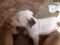 Filhotes de Pitbull