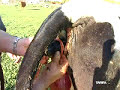 LA VACA \"MARGARITA\" DA A LUZ ANTE NUESTRAS CMARAS LA VACA \"MARGARITA\" DA A LUZ ANTE NUESTRAS CMARAS