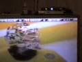 videos de Markstrom at it again