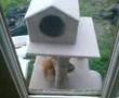 cute kittens