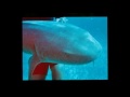 Symphony Travel Belize