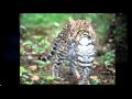 Symphony Travel Belize