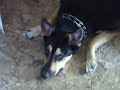 bella y su pelota 3