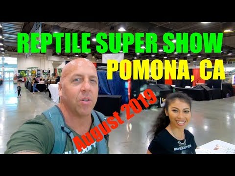 YouTube reptile video