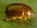 The B-52's song Junebug along with my personal art. Watch out for Junebug and other critters.