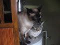 video of my cats video of my cats