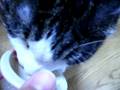 納豆大好きな猫ですがなにか?