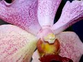 Orchids