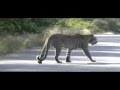 Oh My God! Leopard on the Loose!