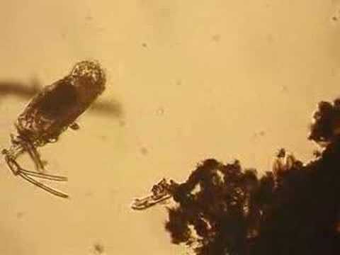 Rotifera Trichotria tetractis