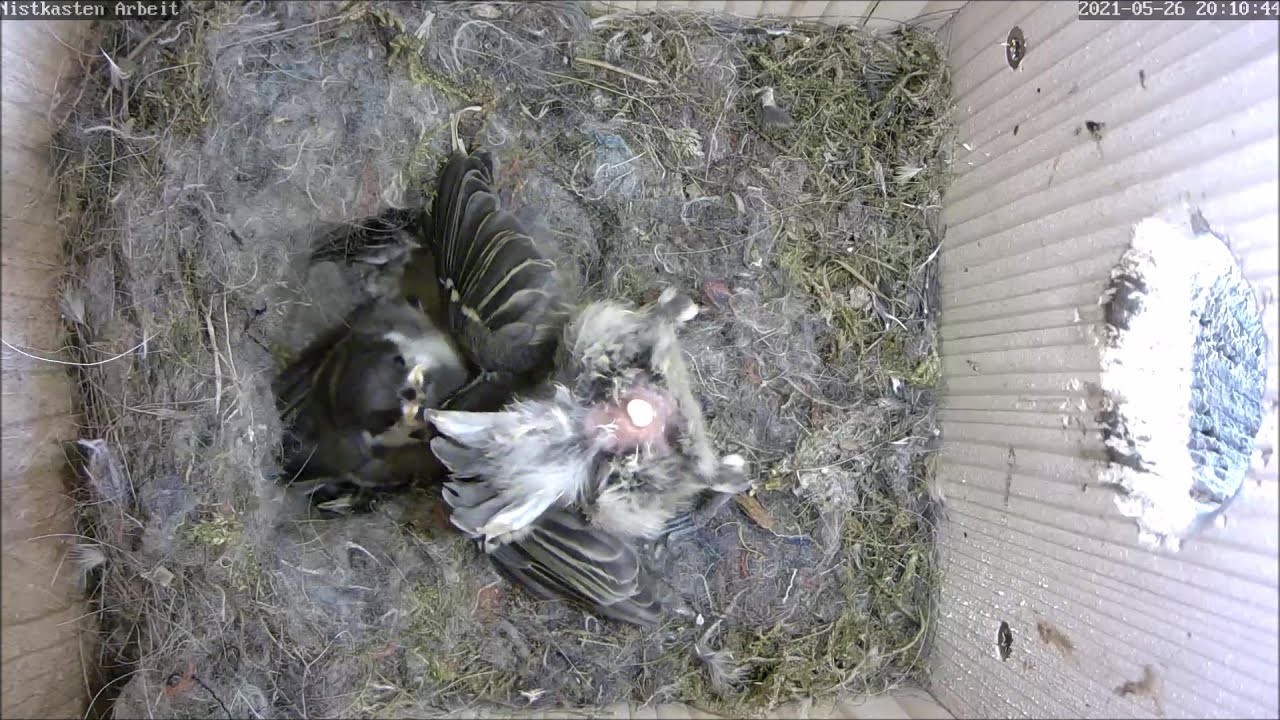 Noch ein totes Küken & der Kükenweitschiss in die Luft! | Tag 19 | 26.05.2021