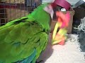 @luvvy [My first TwitVid - Buckbeak and his favorite toy.]