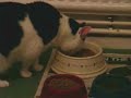 Our cat Tiger doing his favourite thing . . .