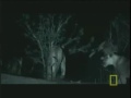 SafariVideos.net Lion Attack to Hippopotamus