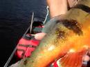 Juliano is releasing an almost 18 pounder peacock bass
