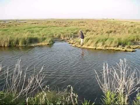 catching mullet