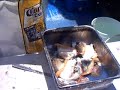 Cleaning Conch