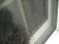 videos de bigfoot fog vision