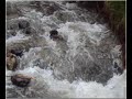 Click here to watch this video Río Santiago