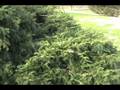 videos de How to ID Taxus baccata 'Repandens'