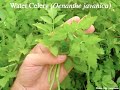 Permaculture - Forest Garden Design Course