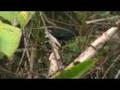 American Purple Gallinule, Cocha Blanco, Manu.