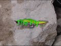 Fly Fishing Trout Slideshow