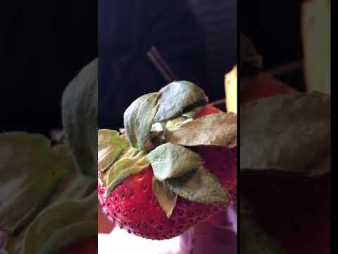 Red Lobster - There We’re Bugs On My Fruit That Was On My Drink And The Fruit Had Not Been Rinsed Off.