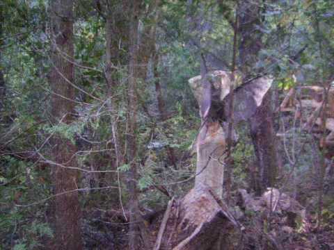 EL BOLSON :: BELENUS bosque de hadas y duendes