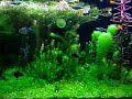 aquario plantado 