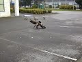 goose gets his ass kicked.... make sure you watch right to the end!!