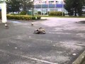 Goose Fight