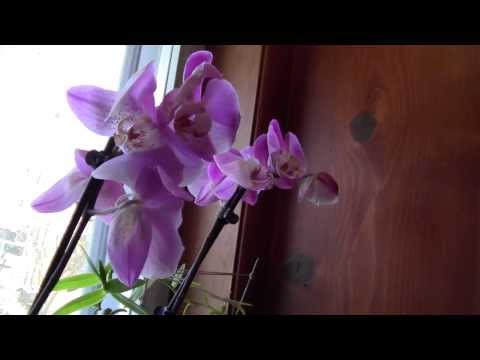 how to fertilize mock orange