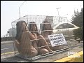 Protestan-semidesnud
