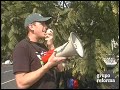 Protestan semidesnudas contra compra de mascotas