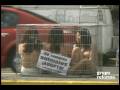 videos de Protestan semidesnudas contra compra de mascotas