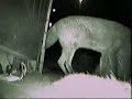 Strangers in the night - animal visitors