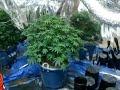 Big Bang Grow. Seed by Arjan Green House Seeds Co. Grown By GRECCO